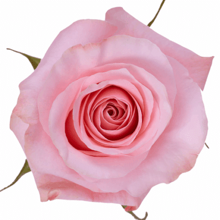 Rose Be Sweet 50cm Naranjo