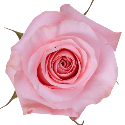34c33c0b-7df9-44c2-9cd1-dcf2278fae7b.png Rose Be Sweet 50cm Naranjo - Image 1