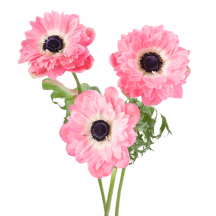 Anemone Fullstar Rosa rprima