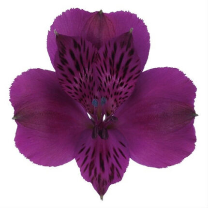 Alstro Palermo gdn sel purple