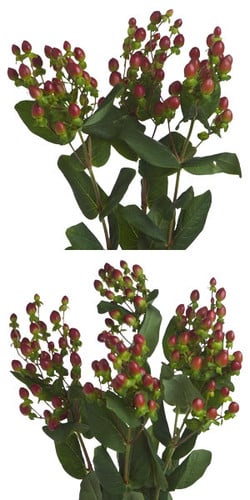 Hypericum Burgundy 60cm sole