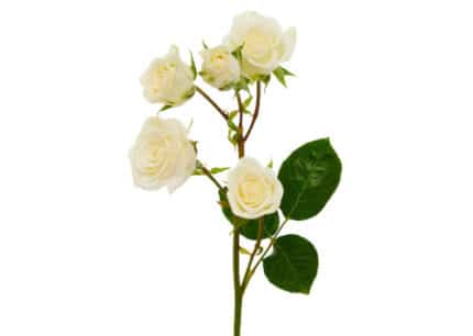 RoseSpray Snowflake sole -