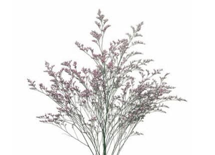 Limonium Lavender Sinensis bel