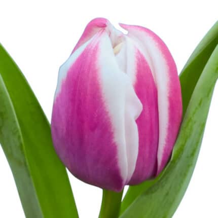 Tulip Valeska canada
