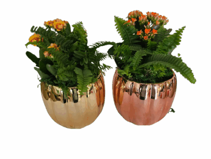 6" Dzzle Pumpkin Garden - PL D 6 DPG