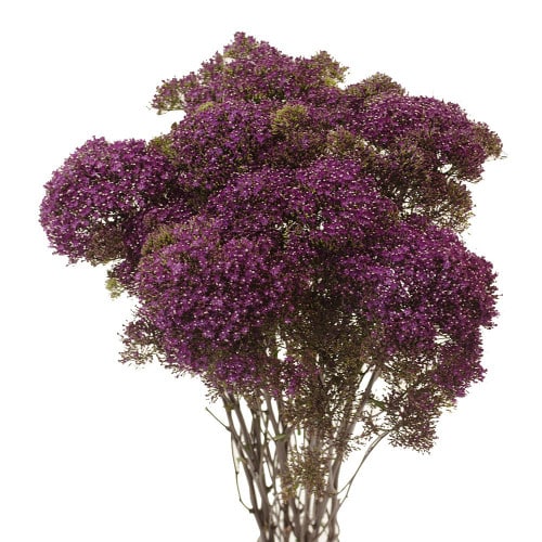 3513963d-9acc-4676-b71d-724d95458f0d.jpg Trachelium Purple esmeralda xtra - Image 1