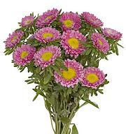 Aster Matsu Pink holex