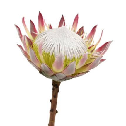 Protea Cynaroides Pink King ho