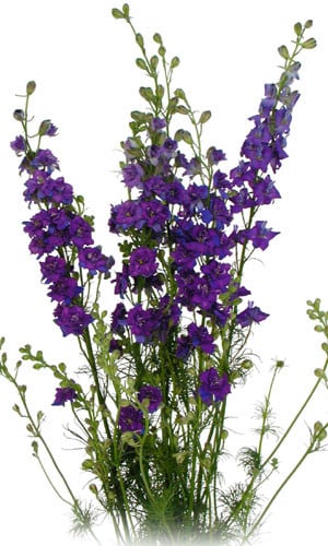 Larkspur Purple sande