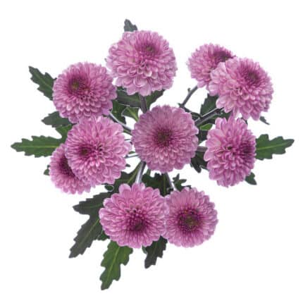 Pom Nov. Lavender Rio