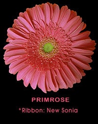 Gerber primrose canada