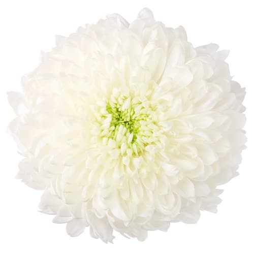 355c32d8-7df8-4bcf-9317-5cbb4ecf1890.jpg Mum Football White Magnum trilogy - Image 1