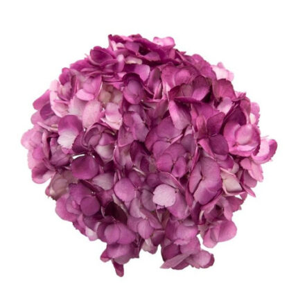Hydrangea Raspberry holex
