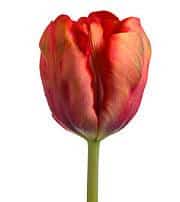 Tulip Org/Yellow v.d.