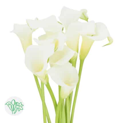 Calla White Present holl