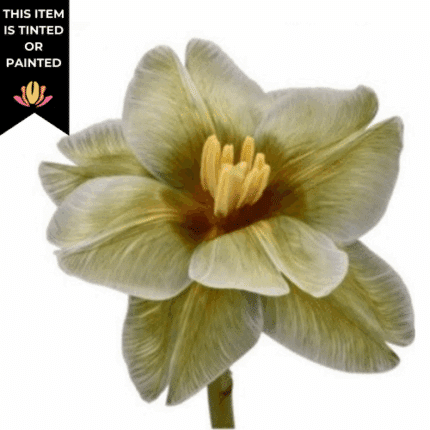 Tulip Dbl Springfield holl