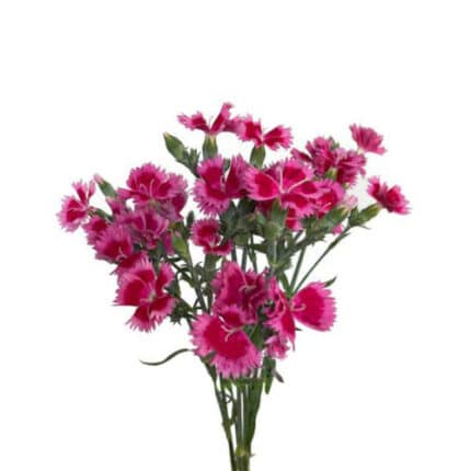 Dianthus Fiorino Leo Pink fres - DIA FIO