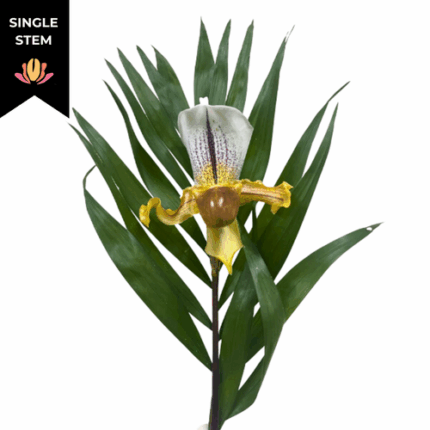Orchids Lady Slippers Holl(STEM)