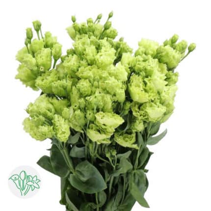 Lisianthus Dbl Rosita Green ho