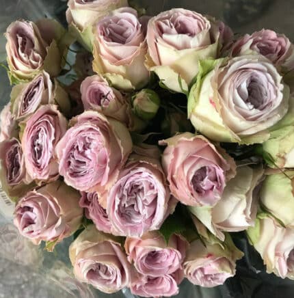 RoseSpray Cozumel Dusty Pk fre