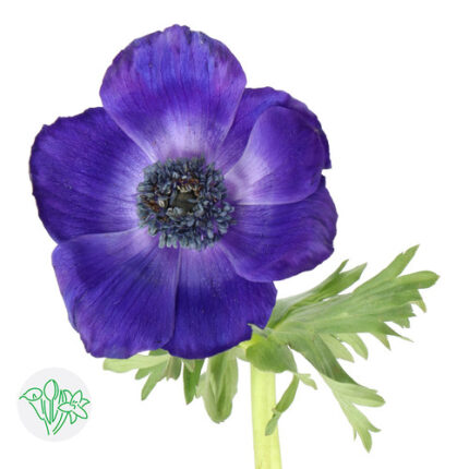 Anemone White Blue rio sel