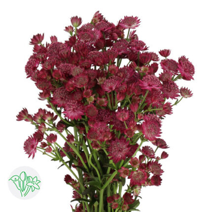 Astrantia Red Joyce holl