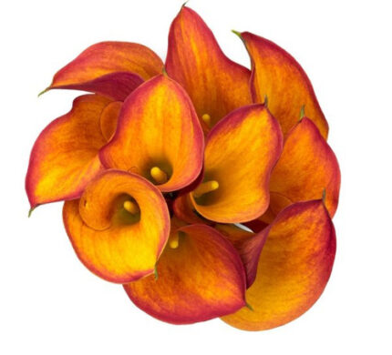Calla Gran Paradiso sande