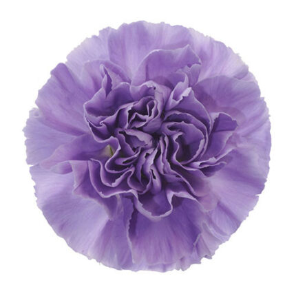 Carn. Sel Moonaqua  sole (20stems)