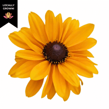 Rudbeckia Indian Summer cramer