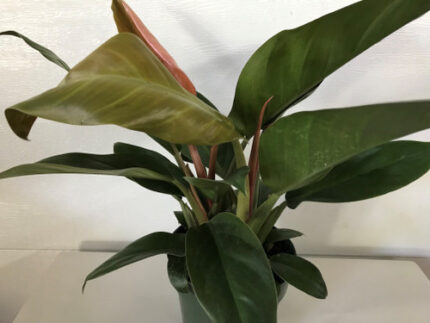 6" Philodendron Imperial Red