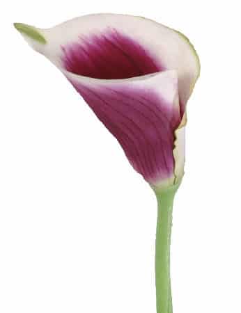 Calla Butterfly Picasso gdns