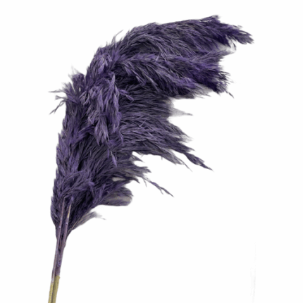 Dried Cortaaderia Frost Purple