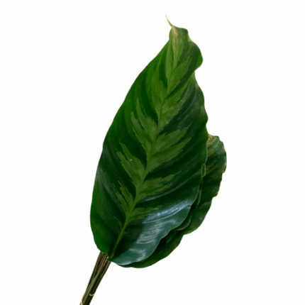 Calathea Two Tone Dk Green fgr