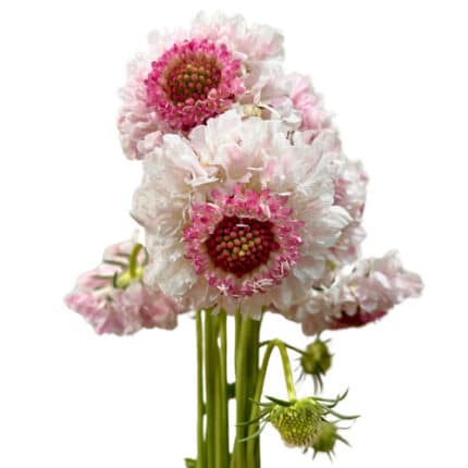 Scabiosa Marshmallow israel