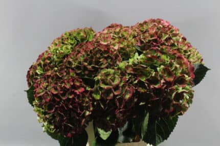 Hydrangea Green/Red holl (st)