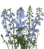 DELPH light blue s.v.