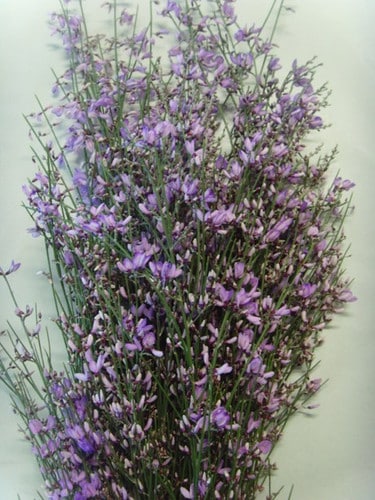 Ginestra Lavender italy