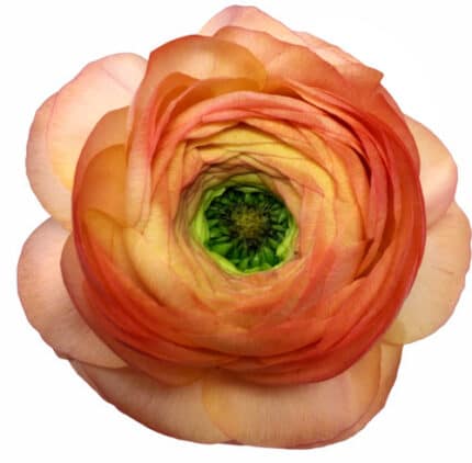 Ranunculus Peach holex -