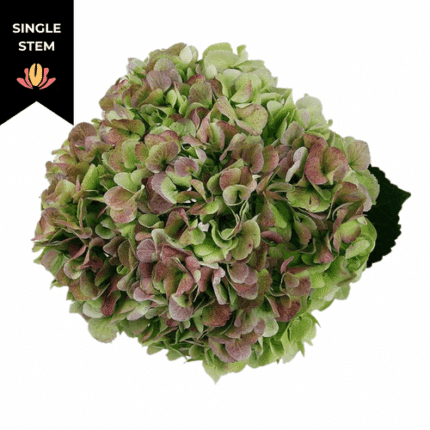 Hydra. Antique Green Jumbo bel