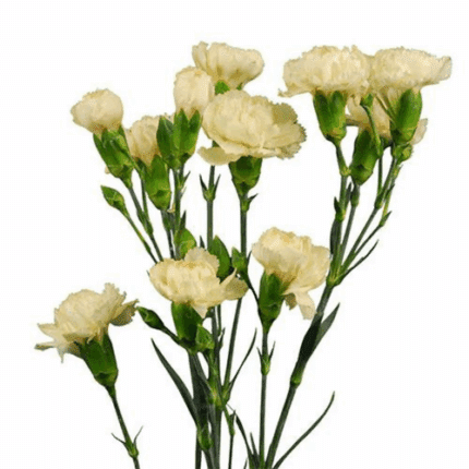 CarnMini Cream sole