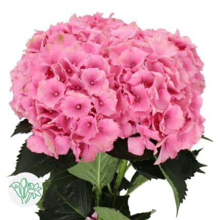 Hydrangea Royal Palace holl STEM