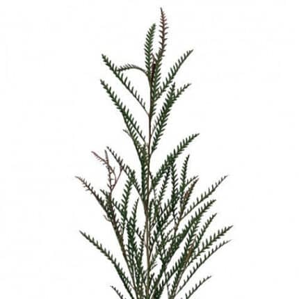 Grevillea holl