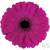 Germini Anna Ht Pink UFD