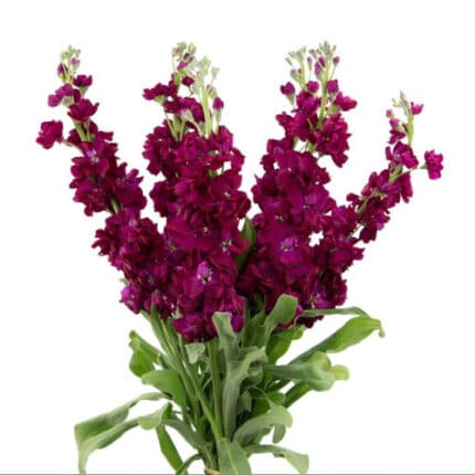 Stock Red miaflora