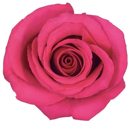 Rose Hot Princess 50cm much