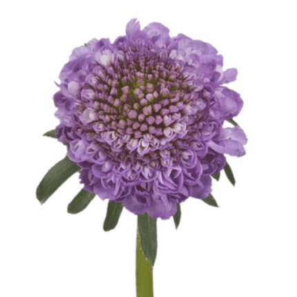 Scabiosa Scoop Soft holex