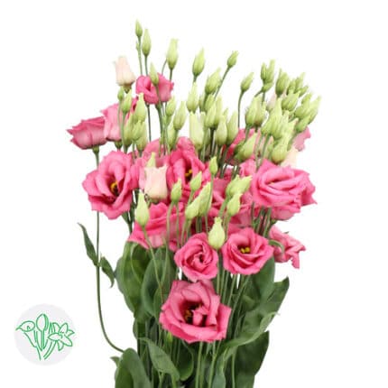 Lisianthus DkPink holl