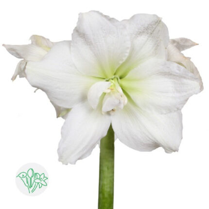 AMARYLLIS nymph holl