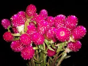 GOMPHRENA fushia cramer