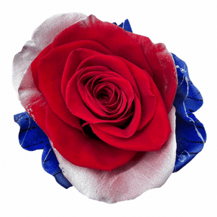 Rose T Star-Spangled Banner 50